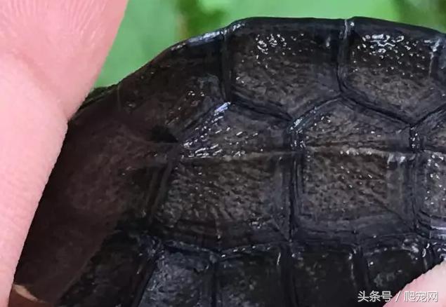 石金钱龟颜色及投资价值的关系