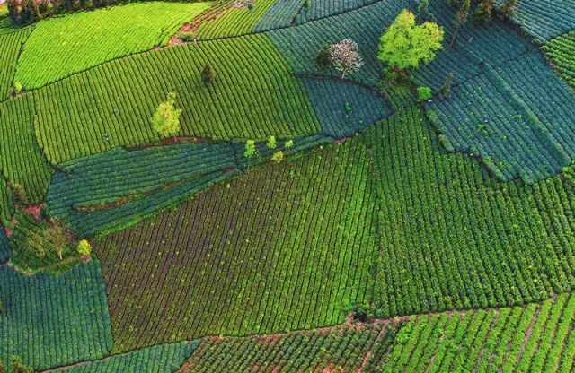 四月寻茶|除了云南普洱、西湖龙井，别小看贵州的这八道茶！