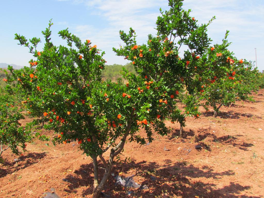 怎样能养好石榴,养盆栽石榴记住这几个技巧