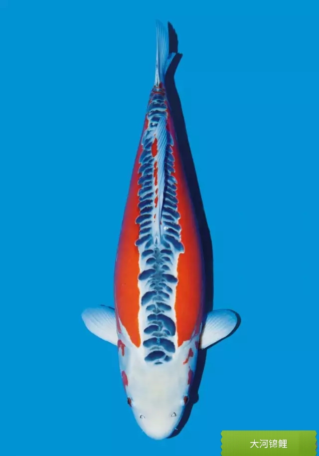 锦鲤白点病最好治疗方法,锦鲤小白点病怎么治疗