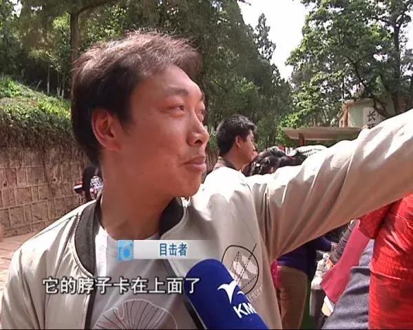 长颈鹿受伤倒地不起,长颈鹿海荣