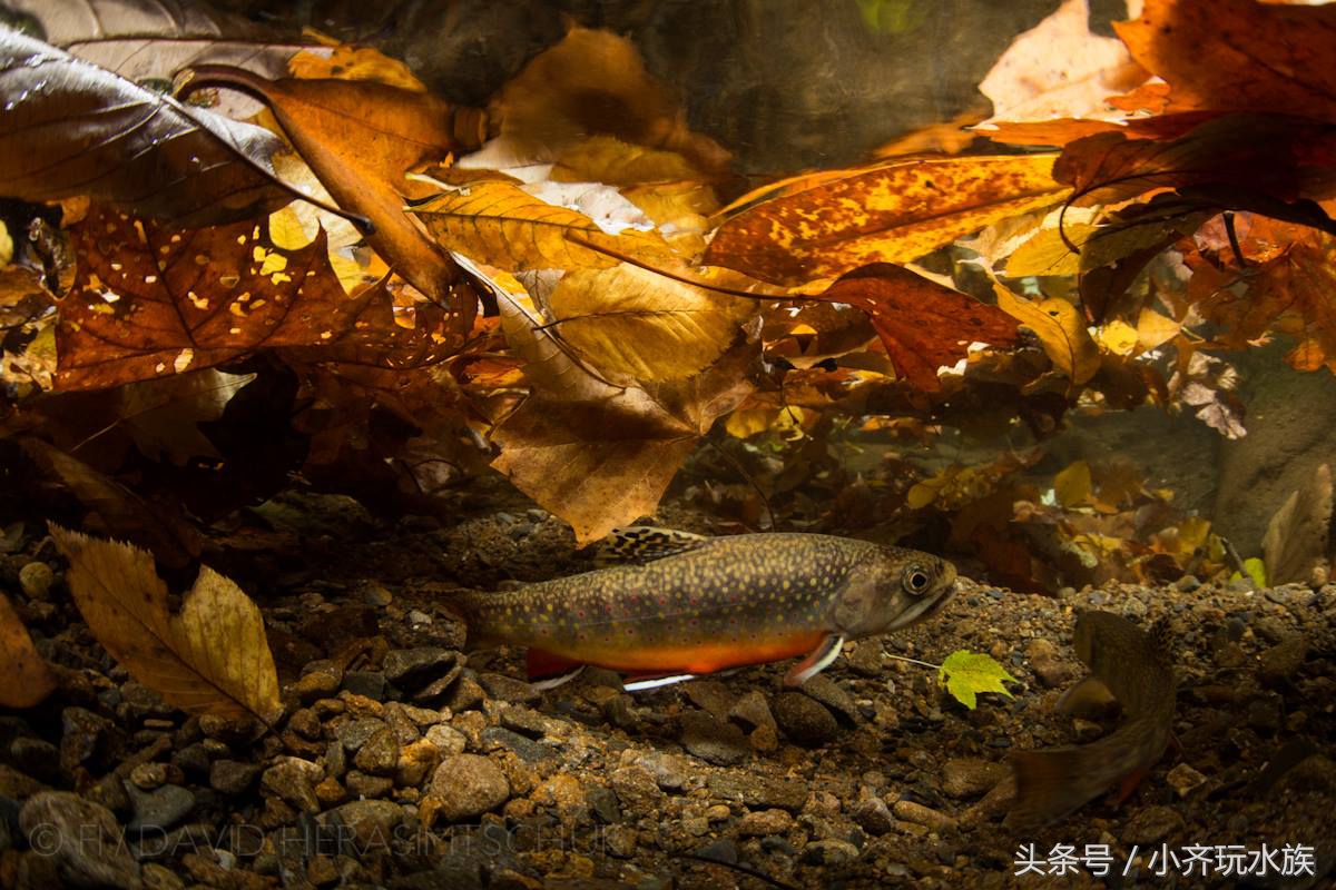 120厘米原生缸开缸教程,简单原生缸开缸新手