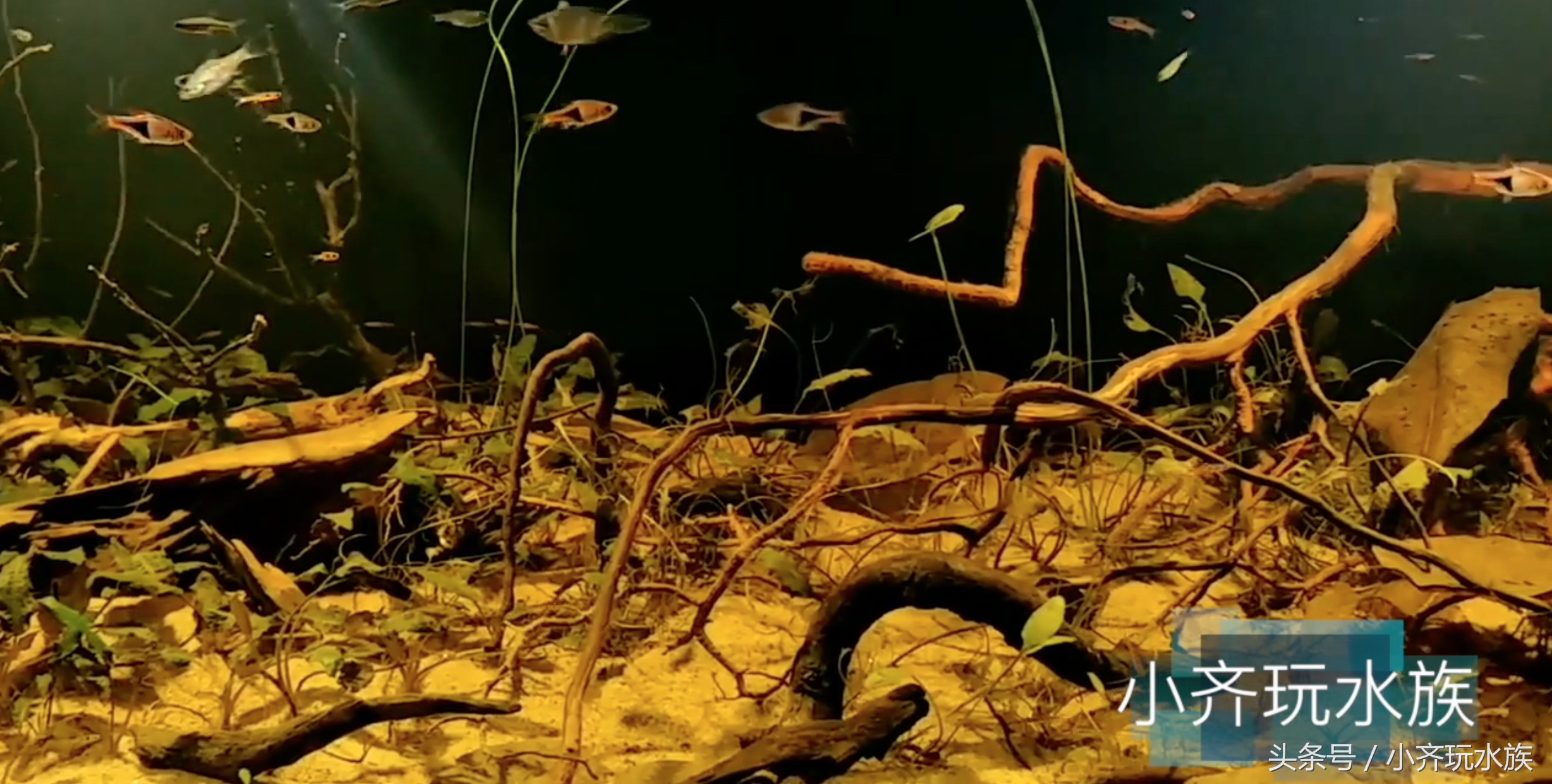 120厘米原生缸开缸教程,简单原生缸开缸新手