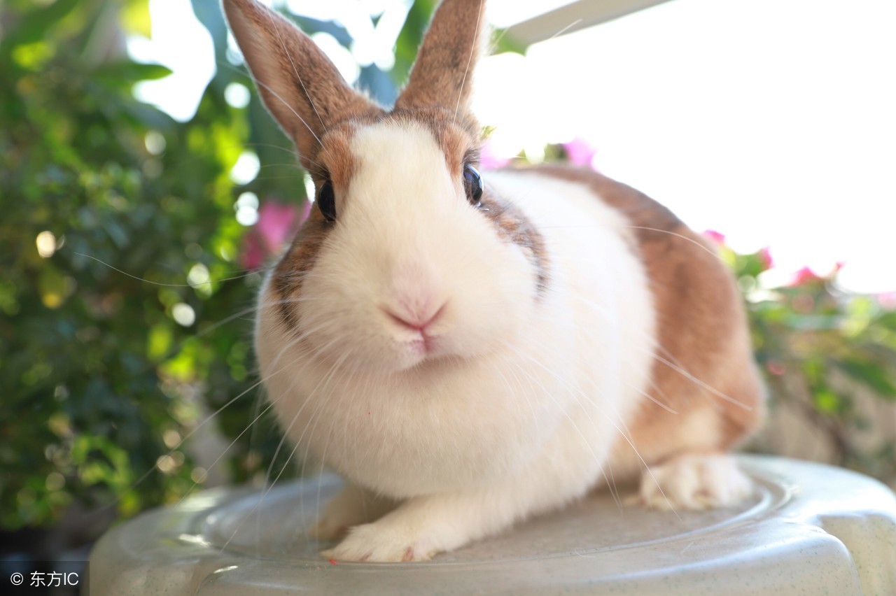 生肖兔，你总算要转变成“吉祥兔”了，这大喜可要接住了！