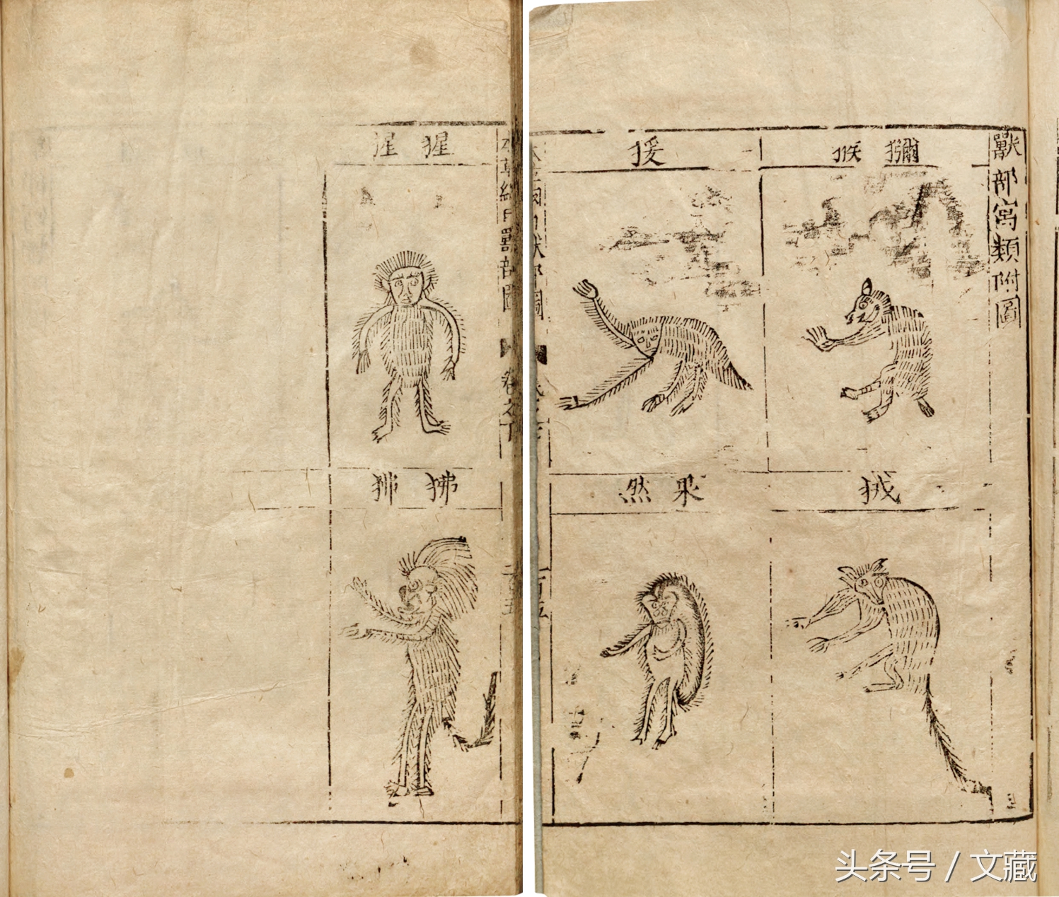 有用而鄙贱，无用而高贵——猴与猿的迥异待遇