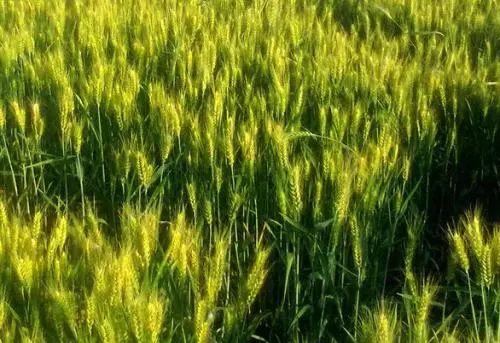 农业龙头企业与家庭农场模式,新型农业经营模式都有哪些