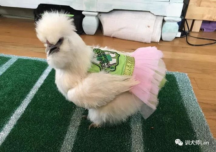 什么是治疗犬？我的狗狗可以做治疗犬去帮助有需要的人吗？