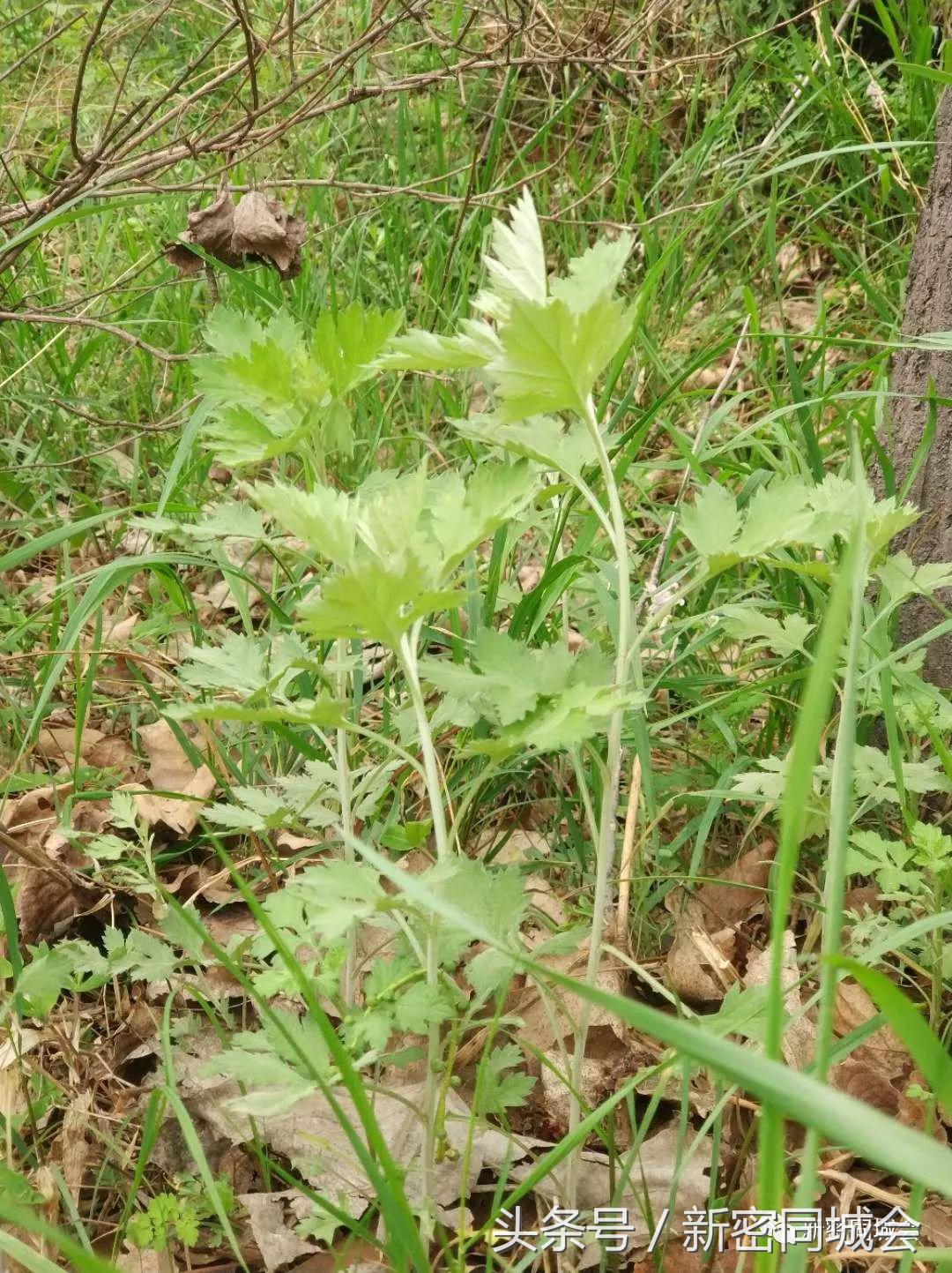 新密市九里山风景区摘槐花,新密超化九里山槐花林