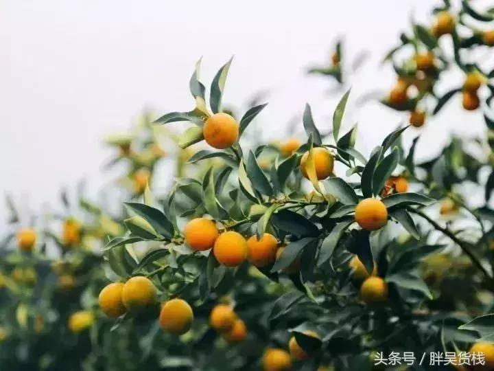 舌尖上的广西河池美食视频,被遗忘的舌尖上的美食