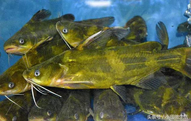 这种鱼一般到夜晚才浮游到水面觅食，钓鱼取钩捉它时容易被刺伤！