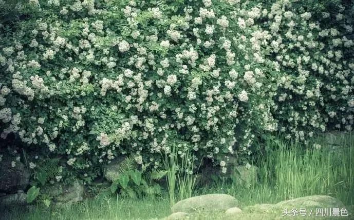 芍药成海，蔷薇满园！成都最快0.5h就到！赏四月的花不走远！