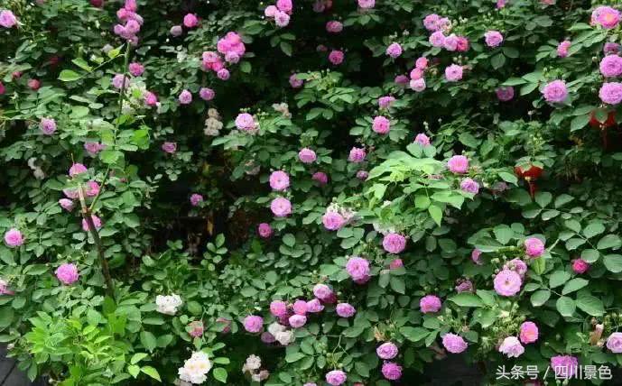 芍药成海，蔷薇满园！成都最快0.5h就到！赏四月的花不走远！