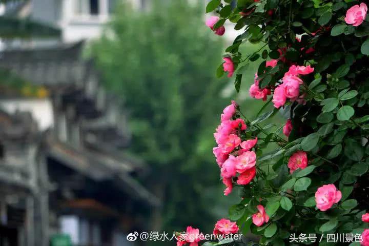 芍药成海，蔷薇满园！成都最快0.5h就到！赏四月的花不走远！