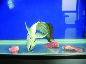 龙缸要多宽,龙缸多宽