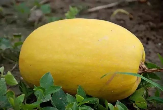 阿拉上海的特色,阿拉特产