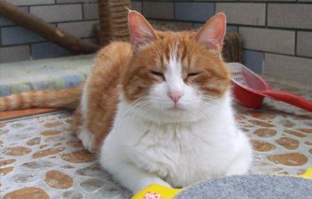 猫咪的天敌,猫咪天敌