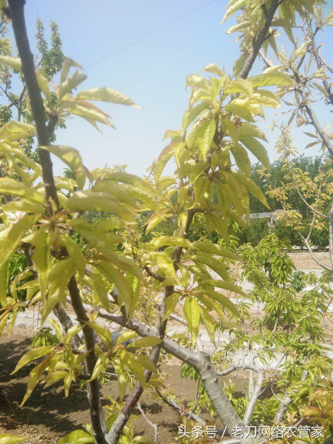 樱桃卷叶发黄是什么原因,樱桃缺素叶片的状况