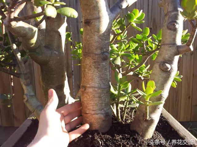 玉树叶子发黄不生长修剪后不发芽,玉树叶片中间发黄干枯掉怎么回事