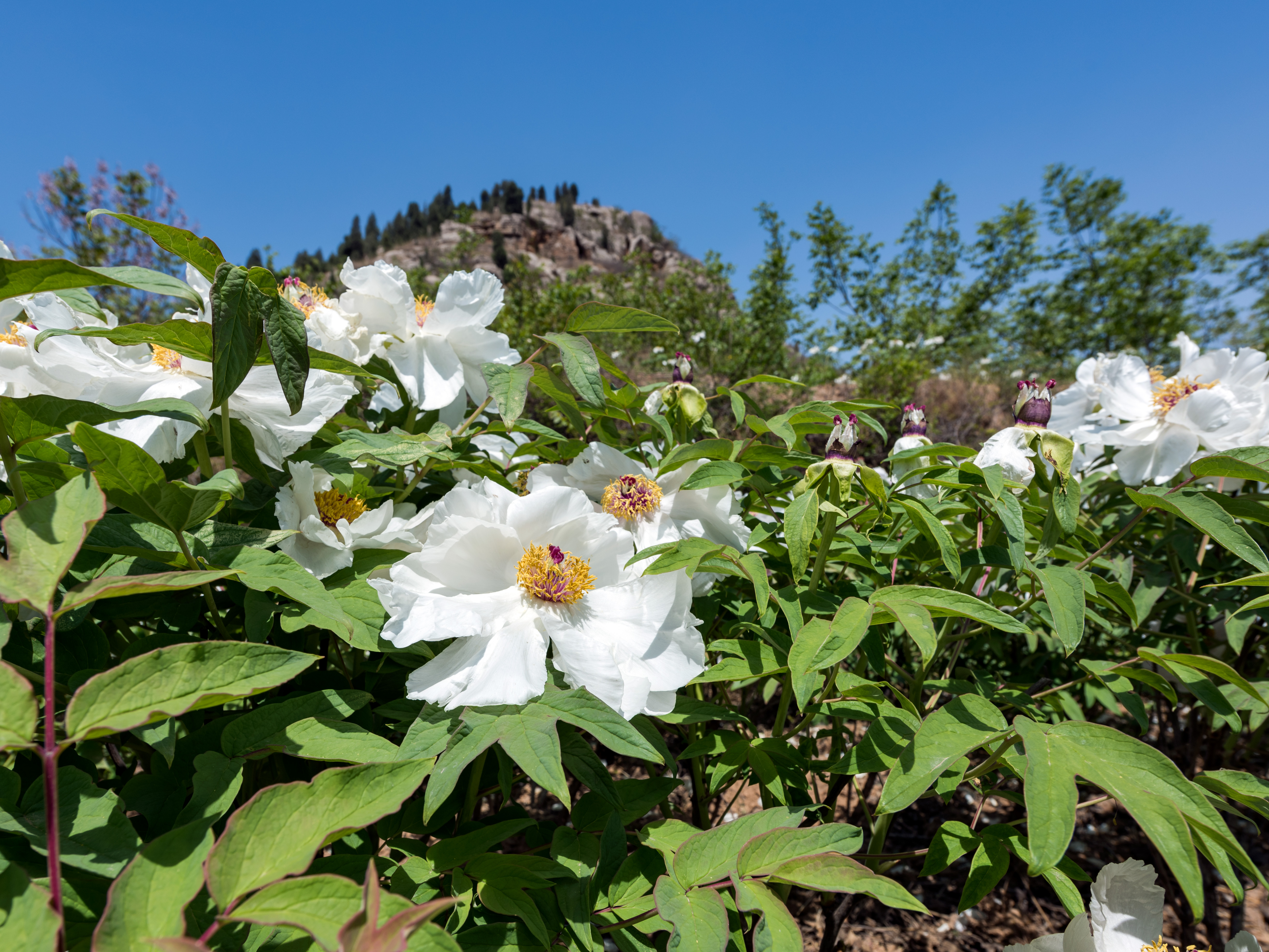 娴庡崡鐧捐姳浜夎壋,娴庡崡鏄ユ殩鑺卞紑楦熻鑺遍