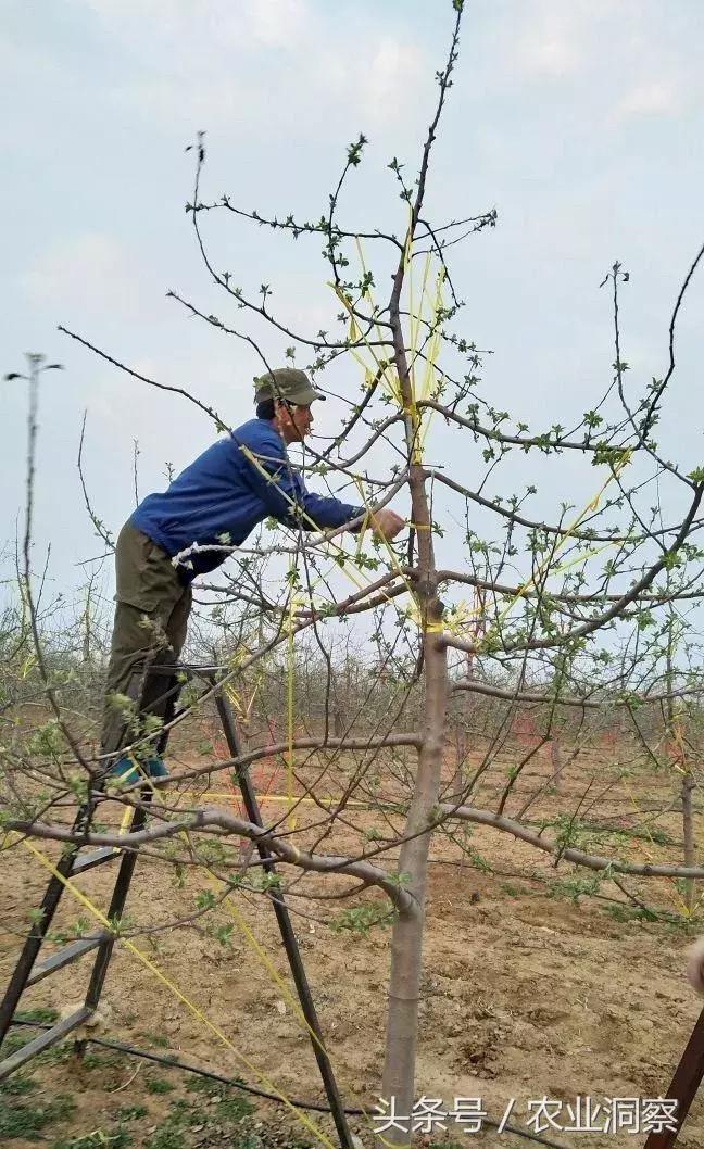 果农必学的标准化拉枝技术,果树拉枝的时节