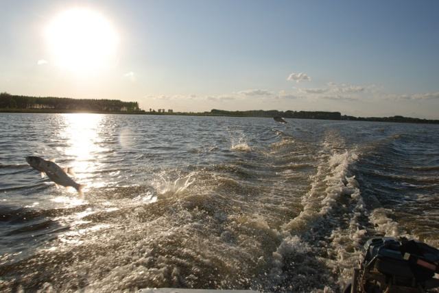 野生狼最多的地方去哪,哈尔滨野狼湖露营