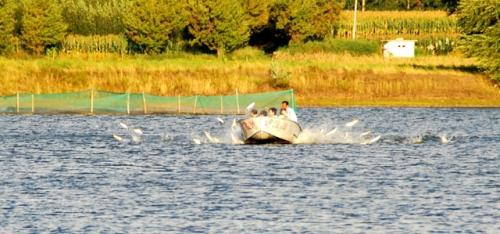 哈尔滨野狼湖，为东北最大的内陆平原湖，是野生狼栖息的天然场所