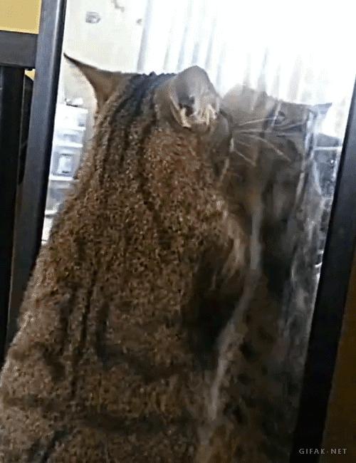 听说鸿毛药酒挺好喝？喵星人评测一下