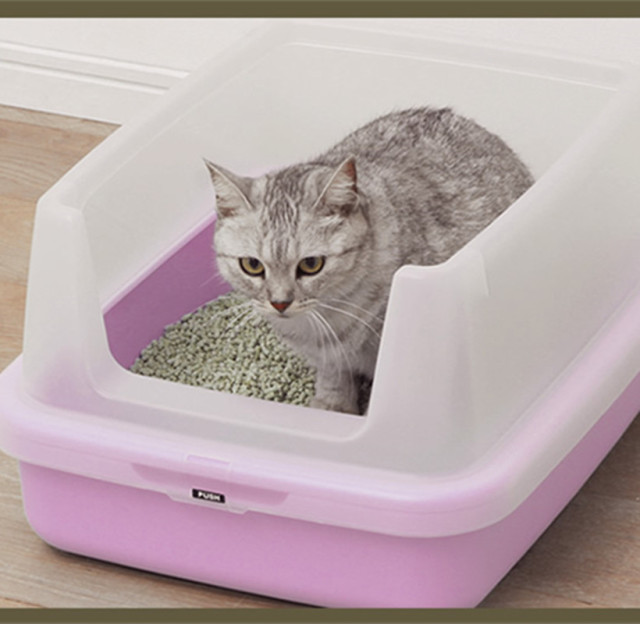 公猫咪有泌尿系统疾病的症状,春季猫咪有哪些表现