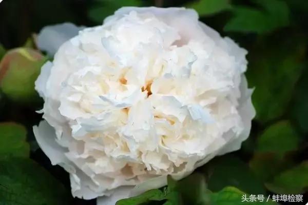 四月的洛阳牡丹盛开的地方,四月洛阳花开满城是花海