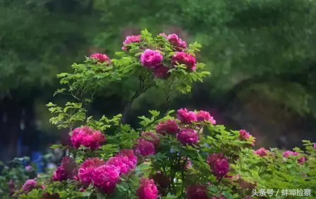 四月的洛阳牡丹盛开的地方,四月洛阳花开满城是花海