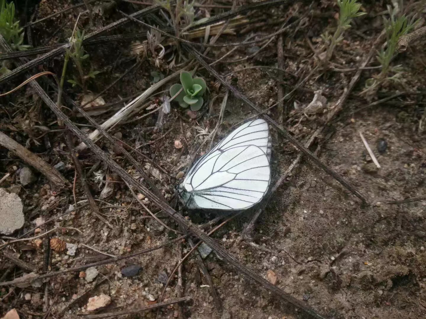自驾车赤峰到通辽多远,骑行内蒙古331国道