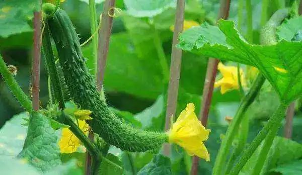 水黄瓜用总浇水吗,水培种植黄瓜的方法