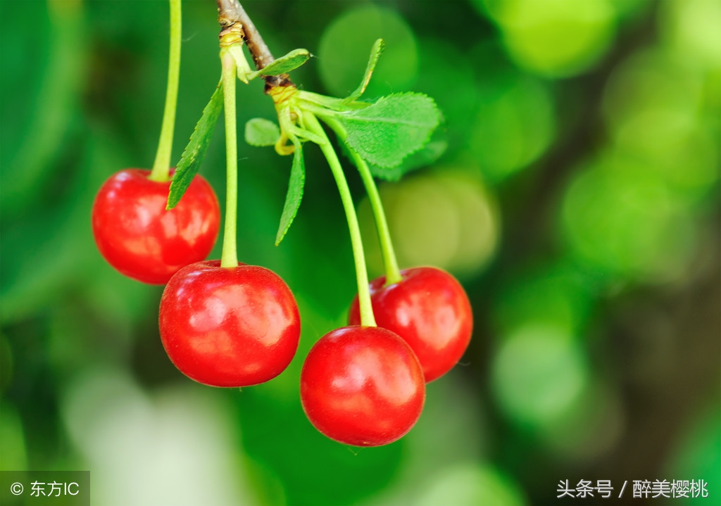 樱桃有什么注意事项,樱桃还没有成熟就掉了是什么原因
