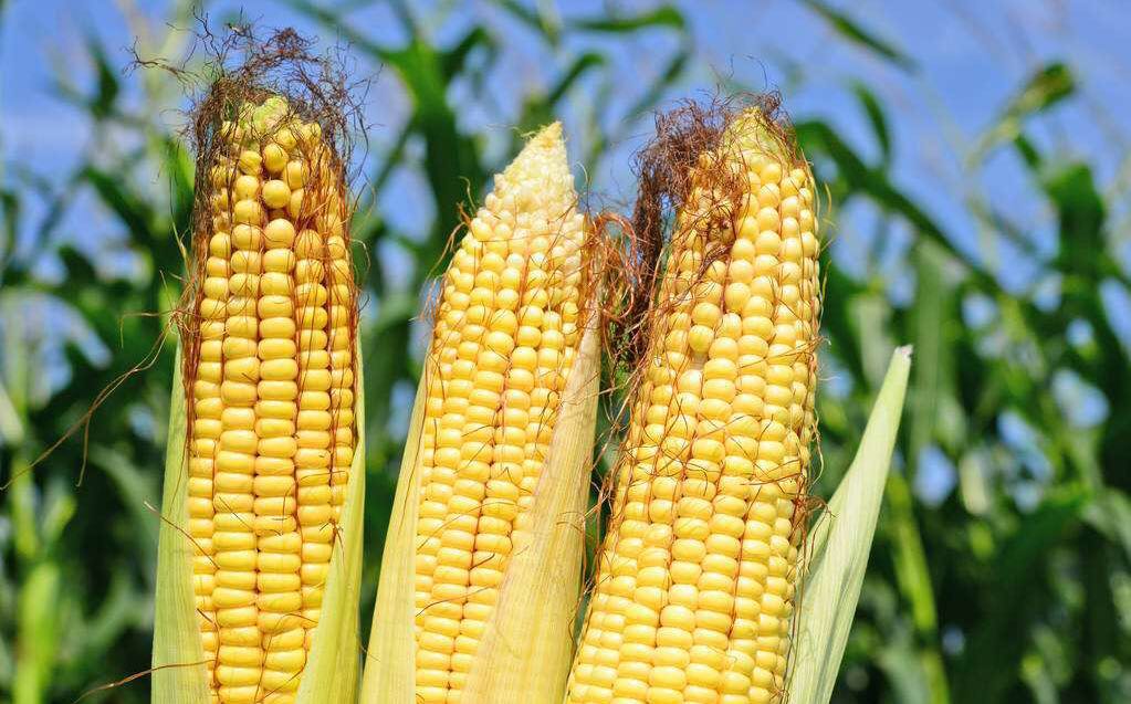 宫颈糜烂，乳腺炎，月经发黑，有血块！妇科南老师给您三个中医方