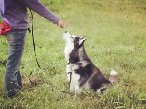「涵姐说:哈士奇」哈士奇/西伯利亚雪橇犬介绍、优缺点、喂养等