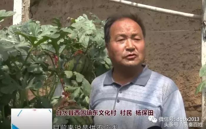 白水甜瓜基地交易市场,吊篮西瓜收购价格