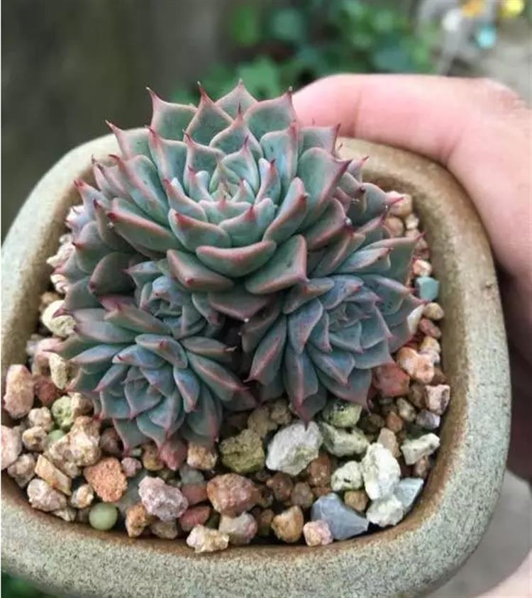 多肉居然能有这么顽强的生存,多肉可以养成什么样的小萌物