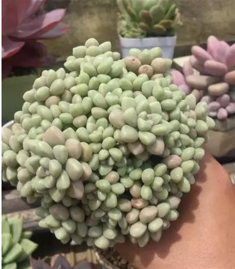 多肉居然能有这么顽强的生存,多肉可以养成什么样的小萌物