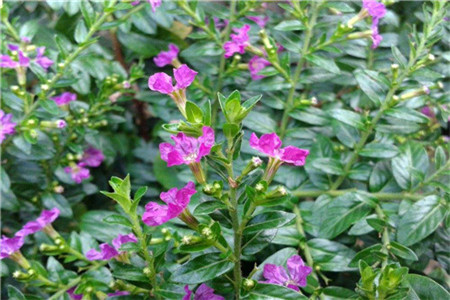 雪茄花的养护注意事项,细叶雪茄花如何繁殖