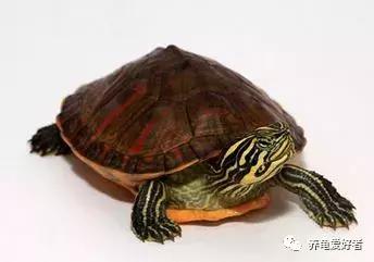 小花龟断尾了要干养吗,龟断尾的处理方法