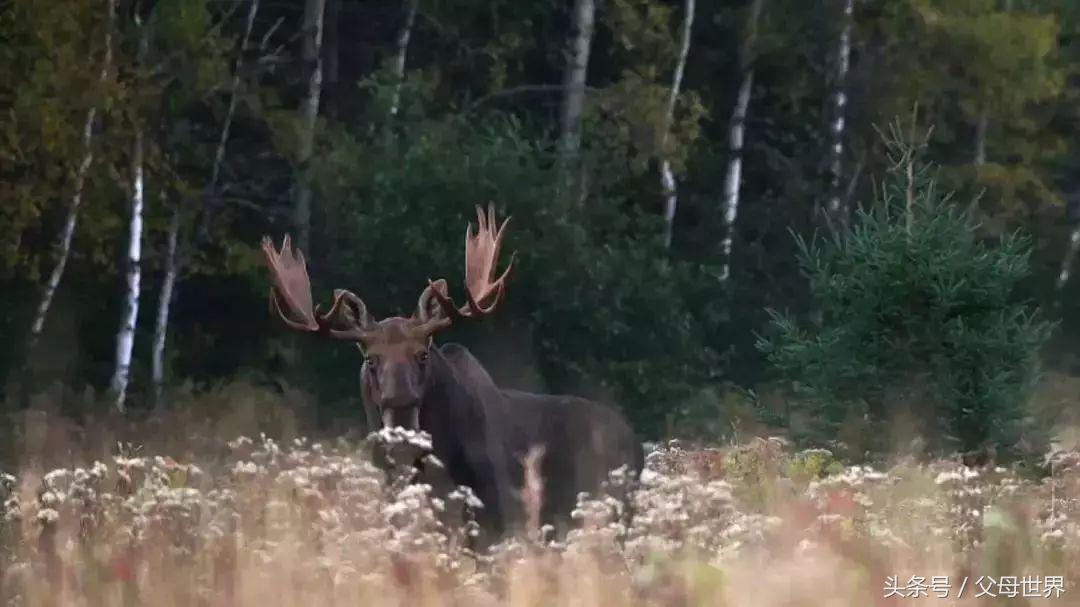 世界地球日，最适合孩子看的18部自然纪录片，趁周末，带娃看起来