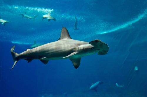 海边游玩鲨鱼,海边游玩注意事项