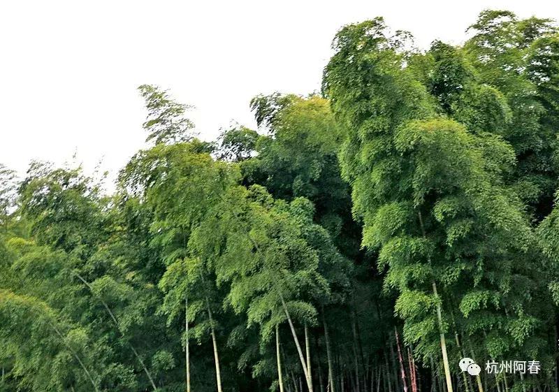 神游世外桃源完整视频,神游仙居景区