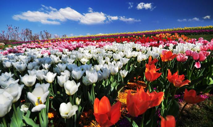 北京国际鲜花港五一开门吗,北京国际鲜花港老年人门票价格