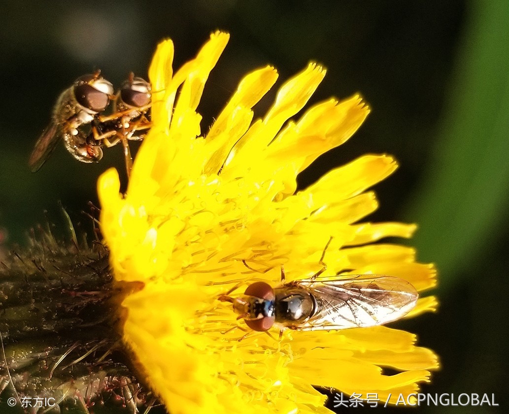 寻蜜记蜂蜜,觅甜记甜品