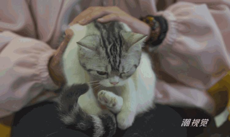 这样撸猫才是正确的，不会撸猫的赶紧看下，真是太实用了！