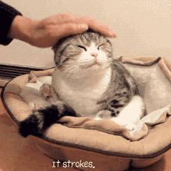 这样撸猫才是正确的，不会撸猫的赶紧看下，真是太实用了！