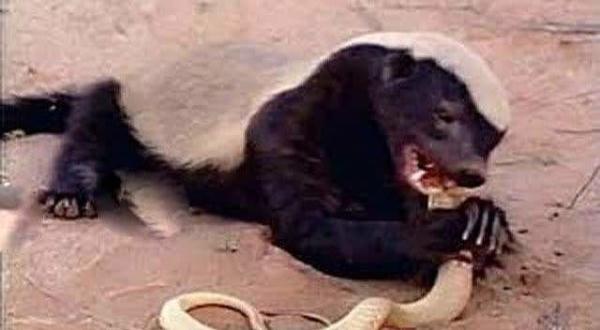 平头哥最大的克星是什么动物,平头哥有多能打架