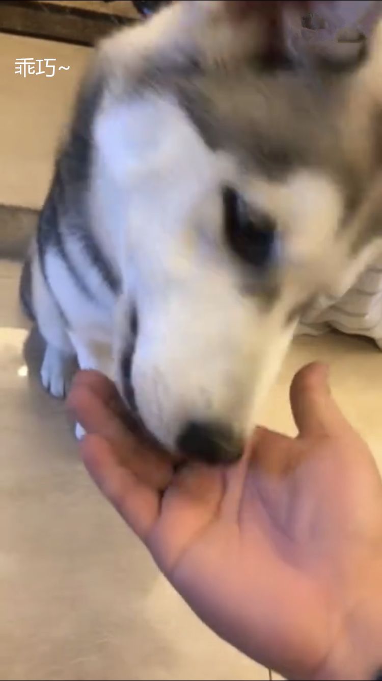 给二哈暴力喂食,给二哈喂药就得用特殊办法