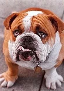 短鼻子狗狗容易倒吸气吗,狗狗扁鼻圆鼻区分